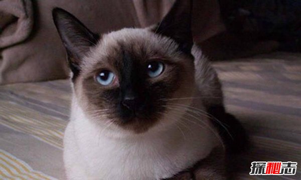 初次养猫养什么品种好？适合新手养的十种猫(图2)