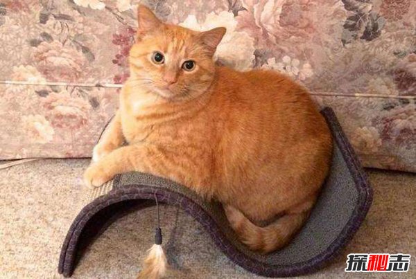 初次养猫养什么品种好？适合新手养的十种猫(图1)