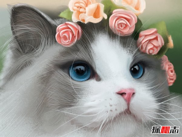 初次养猫养什么品种好？适合新手养的十种猫(图6)