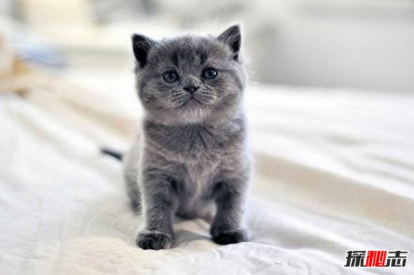 初次养猫养什么品种好？适合新手养的十种猫(图7)