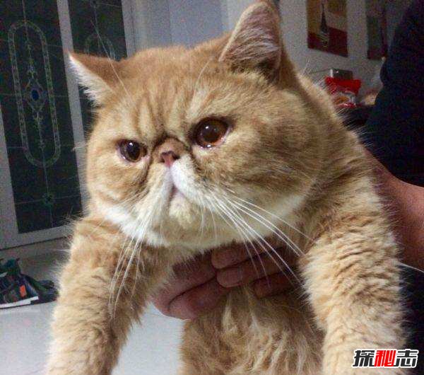 初次养猫养什么品种好？适合新手养的十种猫(图8)