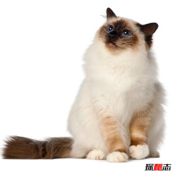 初次养猫养什么品种好？适合新手养的十种猫(图9)