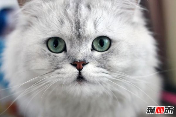 初次养猫养什么品种好？适合新手养的十种猫(图10)