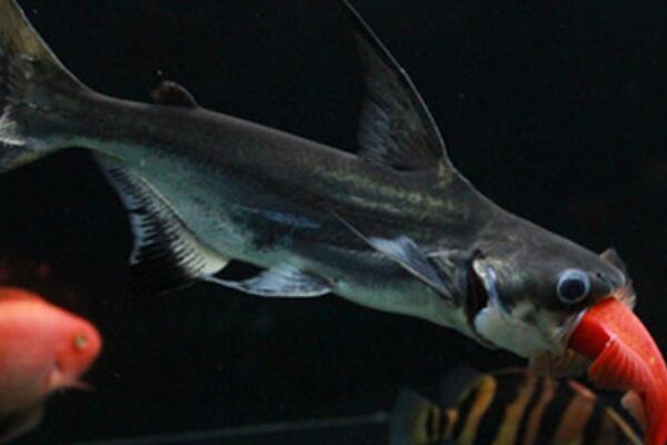 成吉思汗鲨鱼不建议养:体型庞大的底层鱼(最大可达三米)