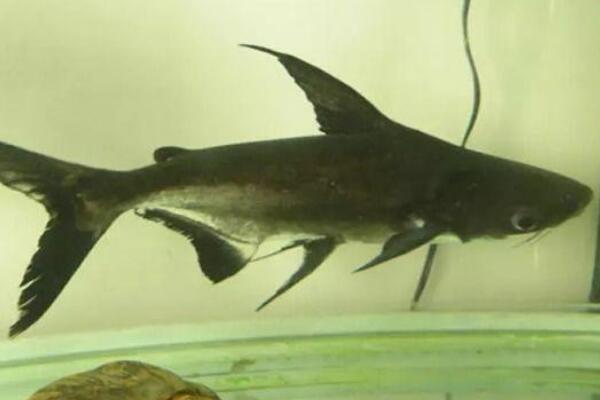 成吉思汗鲨鱼不建议养:体型庞大的底层鱼(最大可达三米)