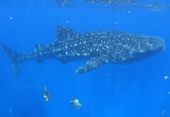 世界上最大的鱼 体长达到20米 (鲸鲨)