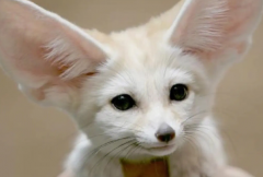 世界上最小的狐狸 个子娇小的耳廓狐(耳朵呆萌可爱)
