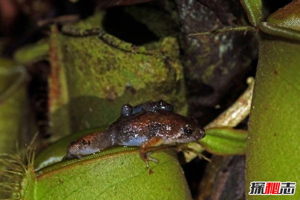 世界上最小的蛙类图片