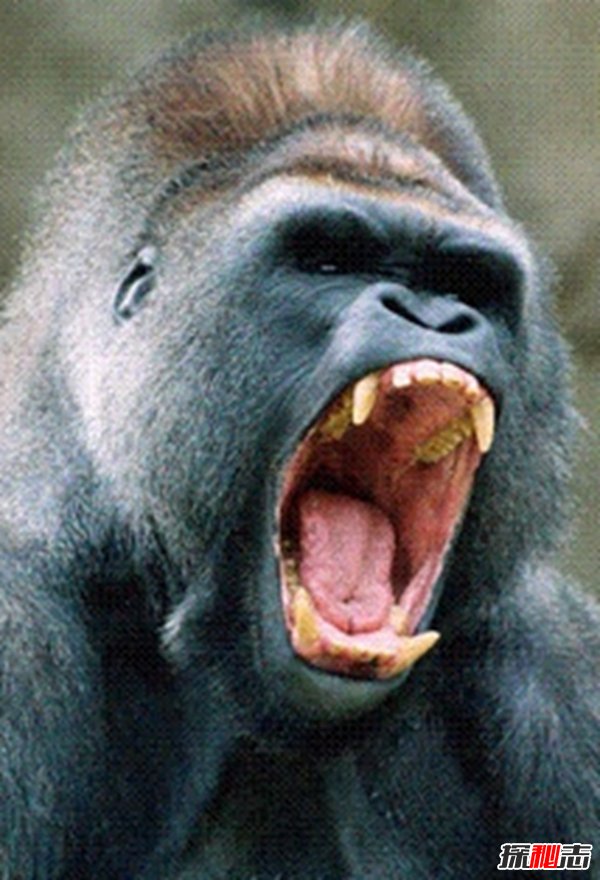 猩猩金刚发怒图片