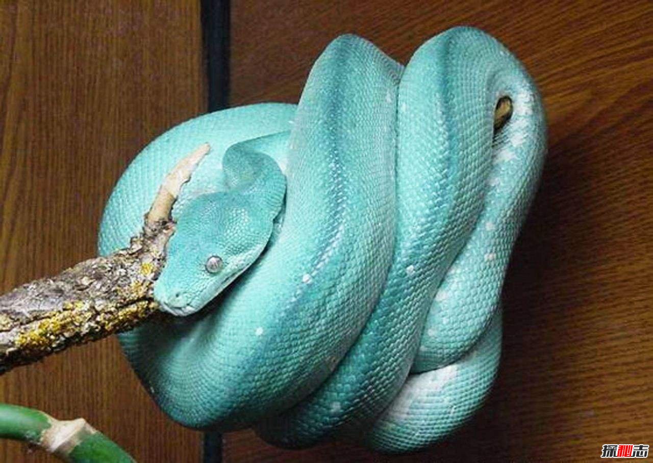 世界上最稀有的蛇：蓝蛇售价50万美元(变异品种)