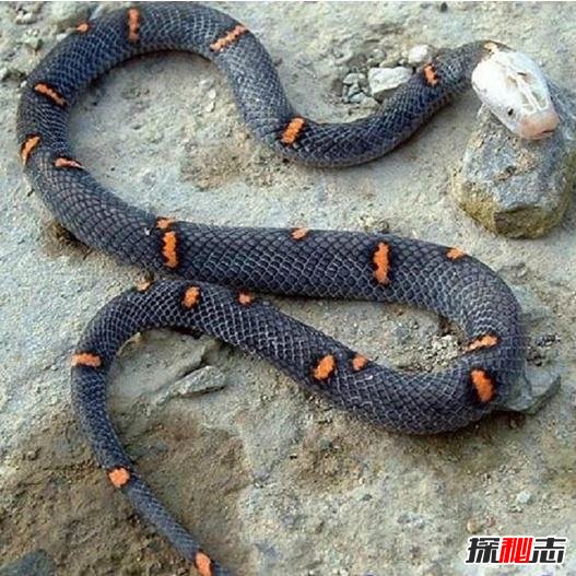 世界上最稀有的蛇：藍蛇售價50萬美元(變異品種)