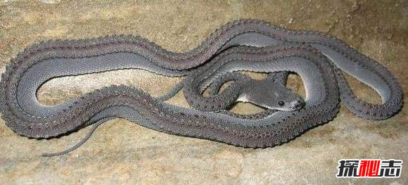 世界上最稀有的蛇：藍蛇售價50萬美元(變異品種)