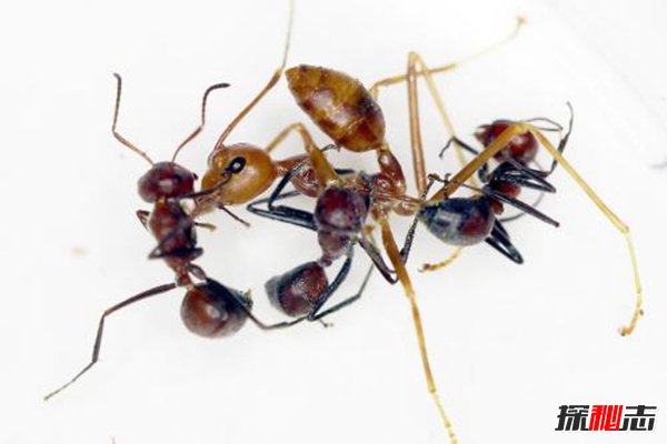 最恐怖的蚂蚁：爆炸蚂蚁（宁为玉碎不为瓦全）