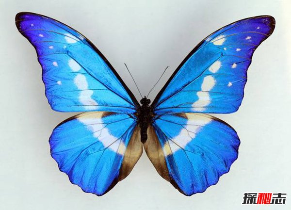 世界最美的蝴蝶 光明女神闪蝶（曾被拍卖36万人民币）(图3)