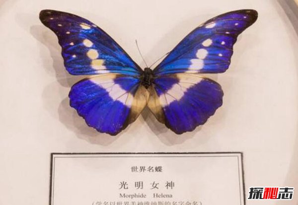 世界最美的蝴蝶 光明女神闪蝶（曾被拍卖36万人民币）(图4)
