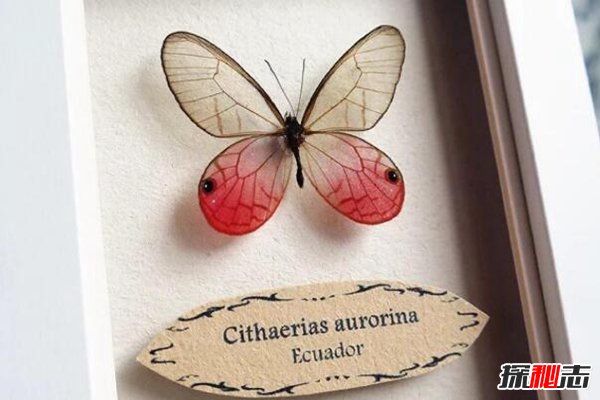 世界最稀有的蝴蝶：玫瑰水晶眼蝶（十分罕见）(图2)