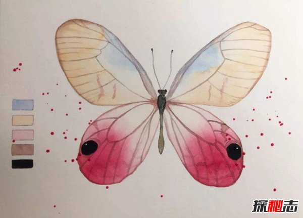 世界最稀有的蝴蝶：玫瑰水晶眼蝶（十分罕见）(图3)