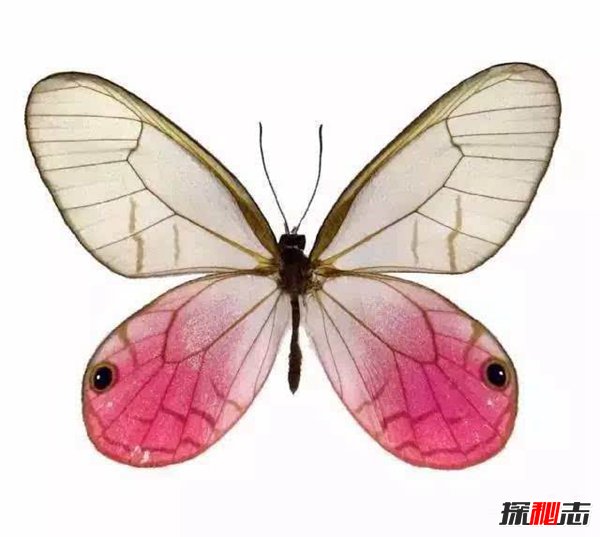 世界最稀有的蝴蝶：玫瑰水晶眼蝶（十分罕见）(图1)