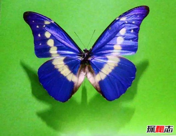 世界最稀有的蝴蝶：玫瑰水晶眼蝶（十分罕见）(图5)
