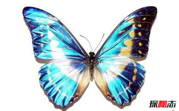 爱神闪蝶：闪亮美丽的蓝色蝴蝶（光芒丰富）(图2)