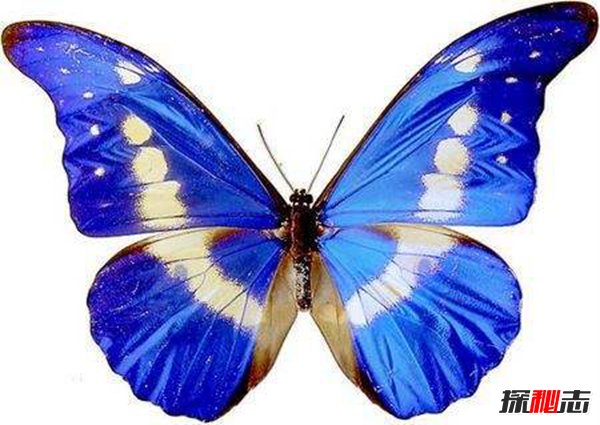 爱神闪蝶：闪亮美丽的蓝色蝴蝶（光芒丰富）(图3)