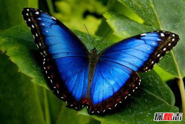 爱神闪蝶：闪亮美丽的蓝色蝴蝶（光芒丰富）(图4)