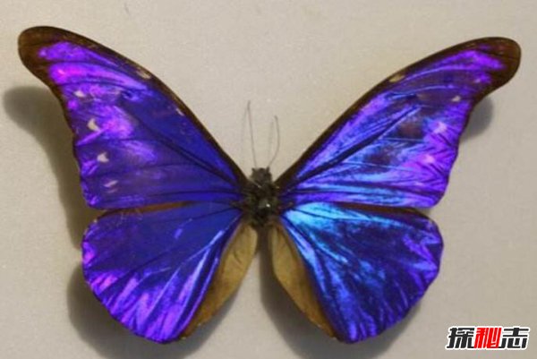 爱神闪蝶：闪亮美丽的蓝色蝴蝶（光芒丰富）(图5)