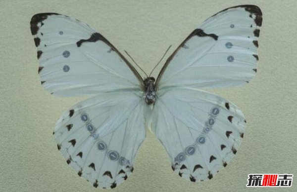 银白闪蝶 带着独特白色金属光芒的蝴蝶(图1)