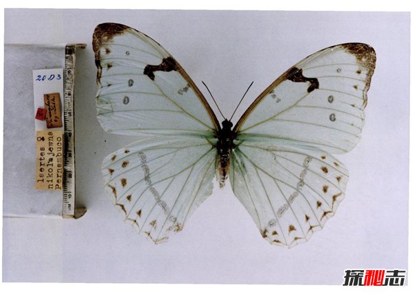 银白闪蝶 带着独特白色金属光芒的蝴蝶(图3)