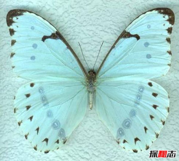 银白闪蝶 带着独特白色金属光芒的蝴蝶(图4)