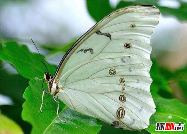银白闪蝶 带着独特白色金属光芒的蝴蝶(图2)