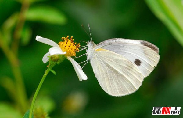 银白闪蝶 带着独特白色金属光芒的蝴蝶(图5)