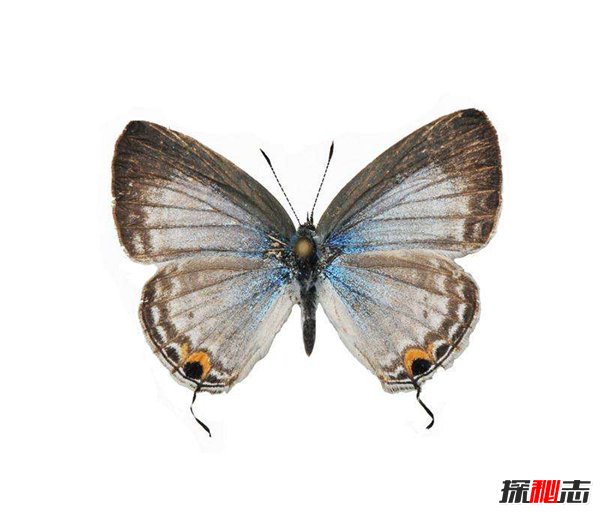 灰蝶是什么颜色的？灰蝶幼虫生活史(图2)
