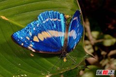 山闪蝶 生活在墨西哥的美丽蝴蝶（具体资料）