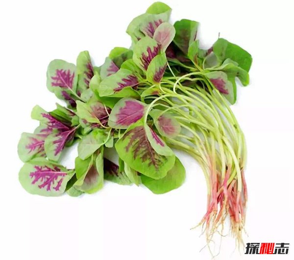苋菜致癌是真的吗？苋菜的功效与作用(图2)