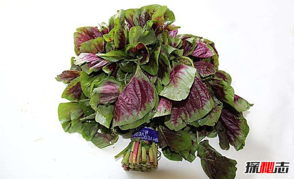 苋菜致癌是真的吗？苋菜的功效与作用(图7)