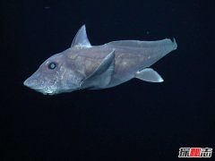 幽灵鲨：生活在深海的奇怪生物，长相灵异奇葩