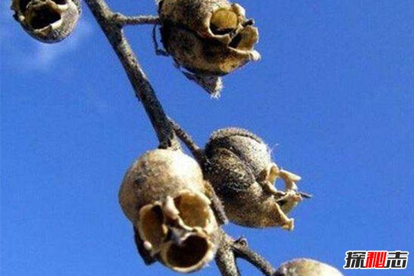 世界上最恐怖的花：骷髅花，一到夏季枝头挂满“头颅”