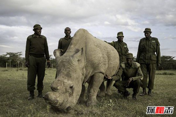 世界珍稀动物仅剩一只，40人日夜守护，比熊猫还珍贵(图5)