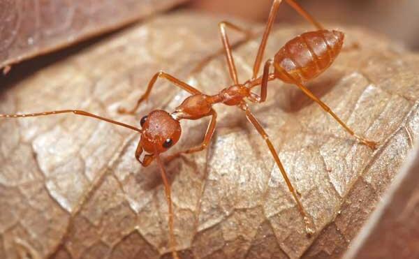 什么蚂蚁有毒图片