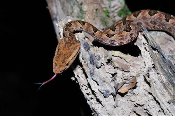 贵州烙铁头蛇图片