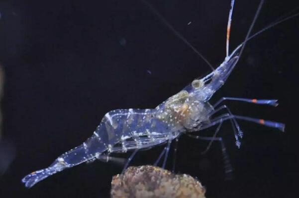 幽灵虾是什么生物 通体透明能看到内脏(日本常拿来做寿司)(图1)