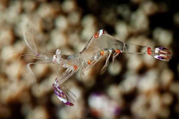 幽灵虾是什么生物 通体透明能看到内脏(日本常拿来做寿司)(图3)