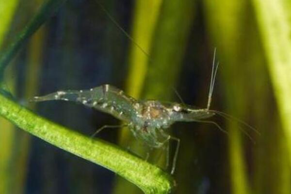 幽灵虾是什么生物 通体透明能看到内脏(日本常拿来做寿司)(图2)