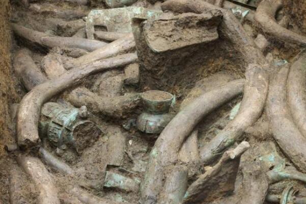 三星堆遗址发现超120枚象牙 象牙提取和保护面临技术难题(图1)