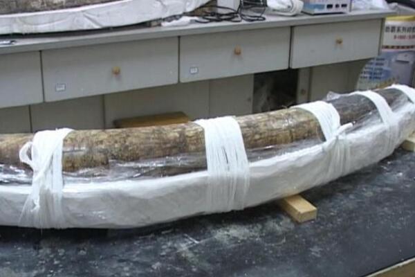 三星堆遗址发现超120枚象牙 象牙提取和保护面临技术难题(图3)