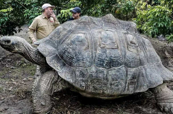 体型最大的龟图片