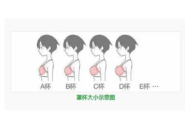 胸杯型标准abcd图片