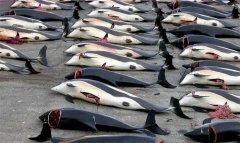 世界都反对捕杀鲸 为啥日本还要这么做（日本文化）