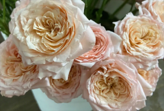 世界上最贵的玫瑰花 价值高达2700多万元(朱丽叶玫瑰)